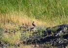 Aziatische steenpatrijs (Chukar) (Alectoris chukar) - Ongiin Khiid 18-08-2016 (3)